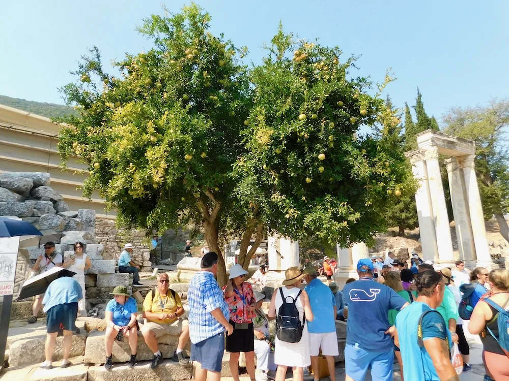 tourists crowd under the shade of a pomegranate tree at ephesus, turkey,
