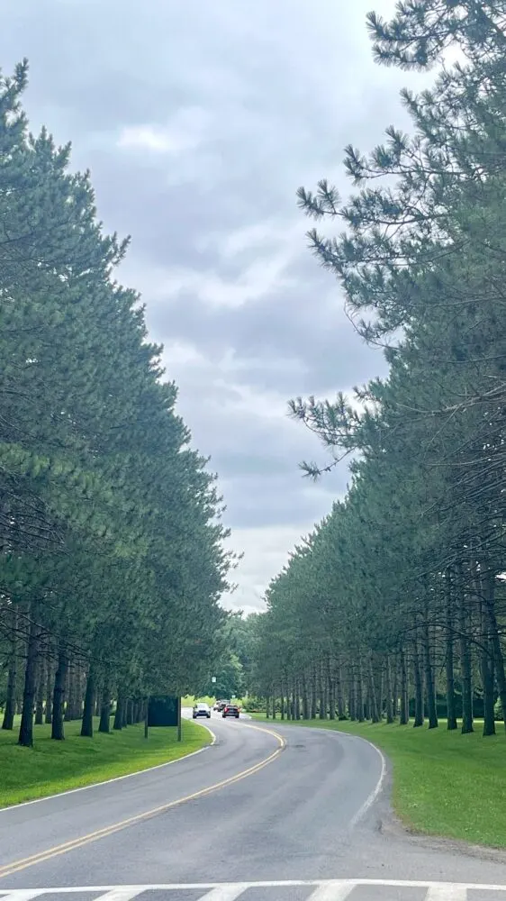 the avenue of pines offers visitors a stately welcome to saratoga's historic state park.